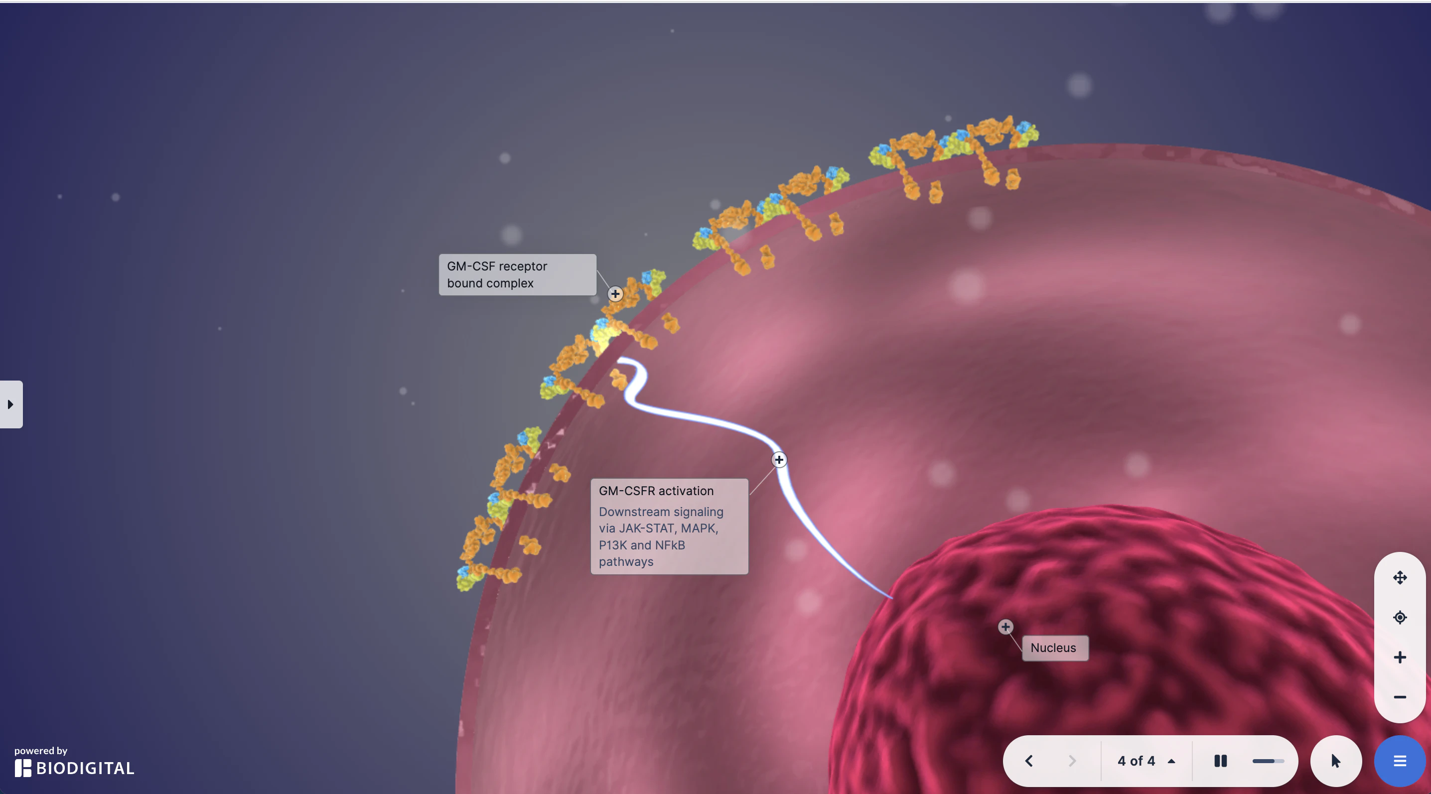 screenshot of BioDigital