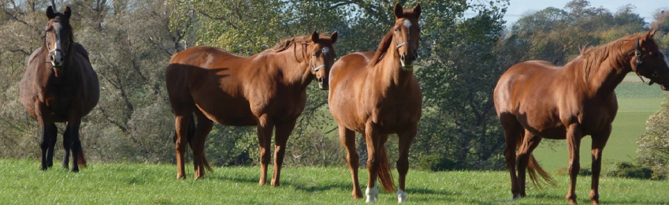 screenshot of StableMate